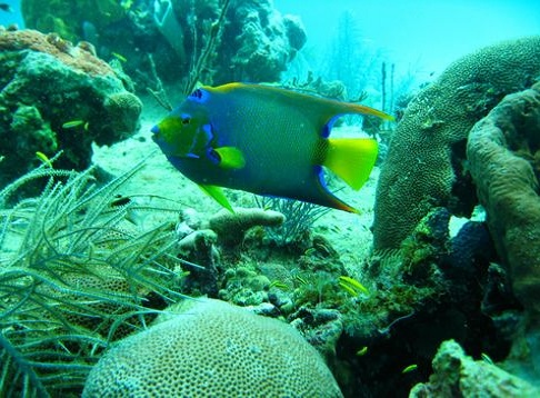 bayahibe, eiland saona, strand